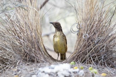 Western Bowerbird - Female at Bower (Ptilonorhynchus guttatus guttata) - Alice Springs, NT