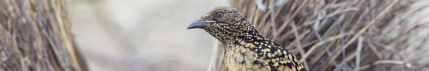 western-bowerbird-male-at-bower-alice-springs-nt