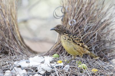Western Bowerbird - Male at Bower (Ptilonorhynchus guttatus guttata) - Alice Springs, NT