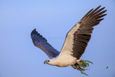 White-bellied Sea-eagle - Female with nesting material