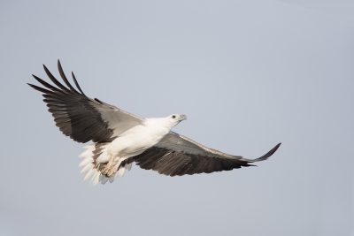 White-bellied Sea Eagle - In Flight (Haliaeetus leucogaster) - Yellow Waters, NT