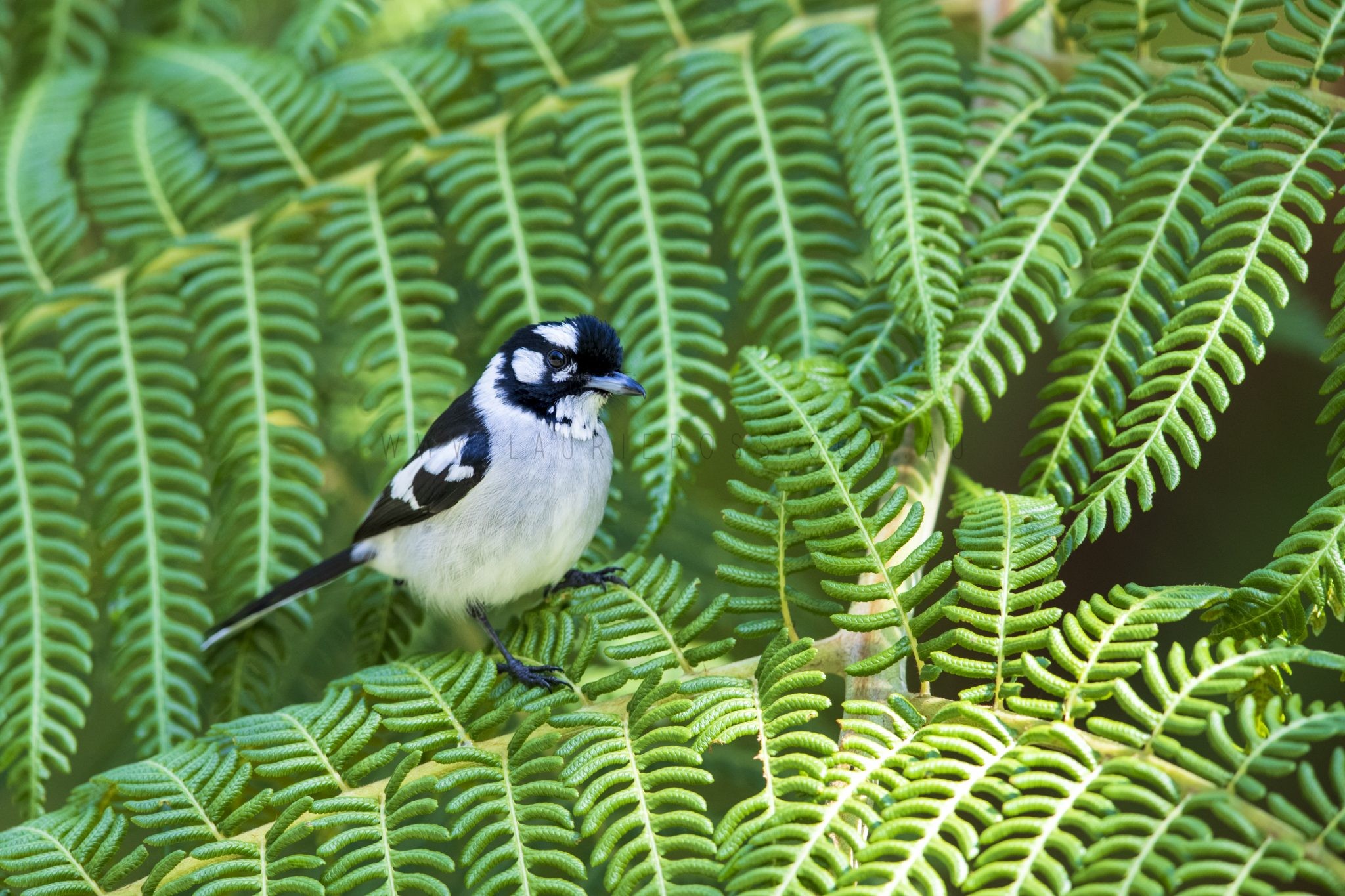 White-eared Monarch.1