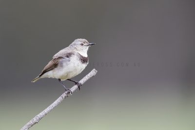 White-fronted Chat - Female (Epthianura albifrons)