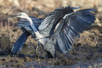 White-necked Heron - Fight (Ardea pacifica).2