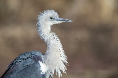 White-necked Heron - Profile (Ardea pacifica)