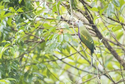 Wompoo Fruit-dove (Ptilinopus magnificus keri