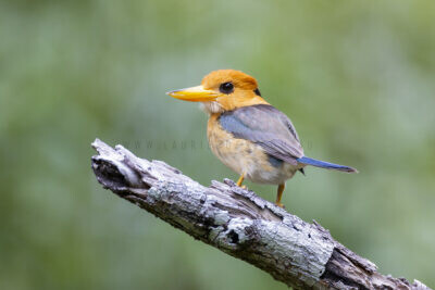 Yellow-billed Kingfisher - Male