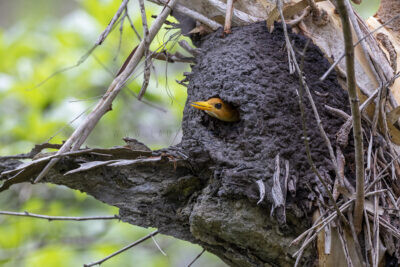 Yellow-billed Kingfisher - Male at nest