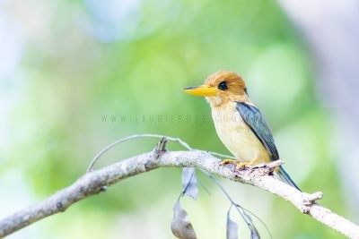 Yellow-billed Kingfisher - Male.2