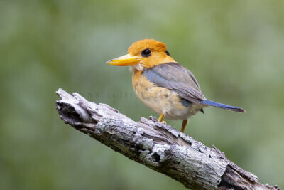 Yellow-billed Kingfisher - Male1