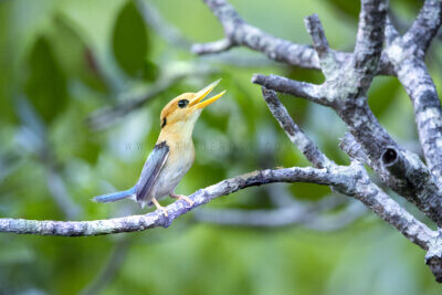 Yellow-billed Kingfisher - Male1