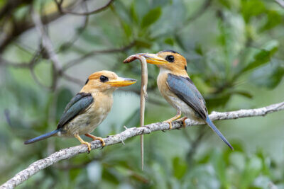 Yellow-billed Kingfisher - Pair