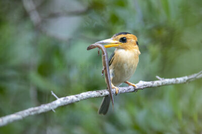 Yellow-billed Kingfisher2