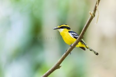 Yellow-breasted Boatbill