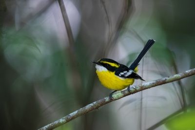 Yellow-breasted Boatbill.