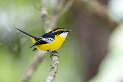 Yellow-breasted Boatbill.1