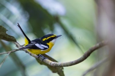 Yellow-breasted Boatbill.3