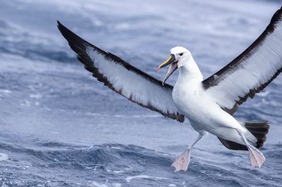 Albatrosses, Storm-Petrels, Petrels and Shearwaters