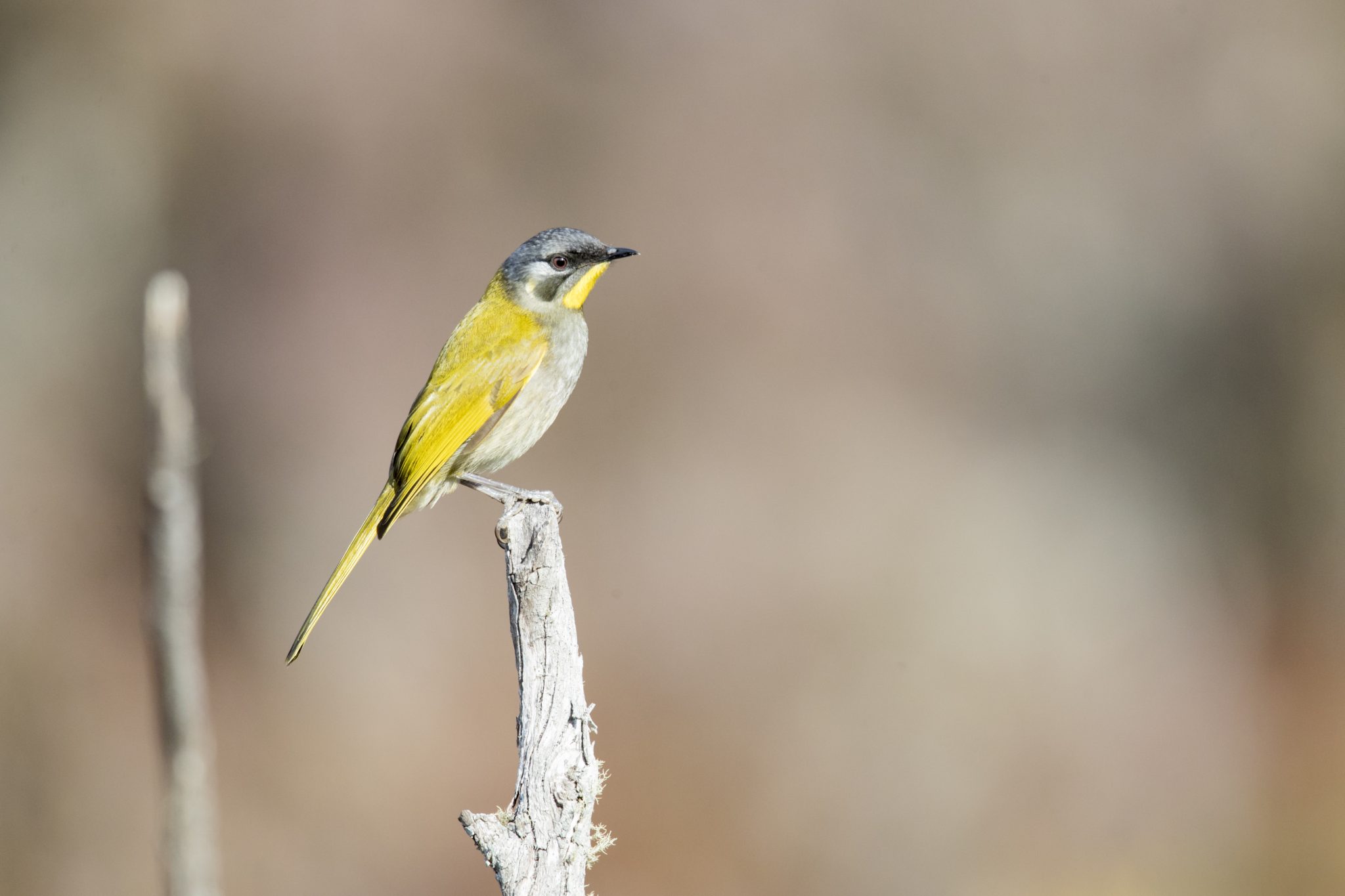 Yellow-throated Honeyeater (Nesoptilotis flavicollis)1
