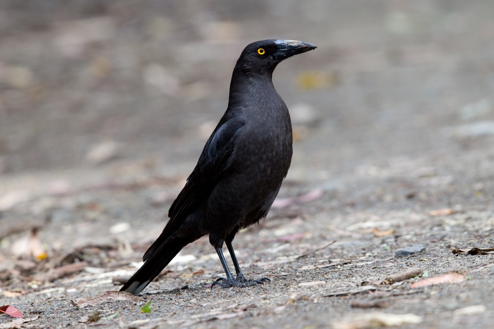 Tasmanian Black Currawong