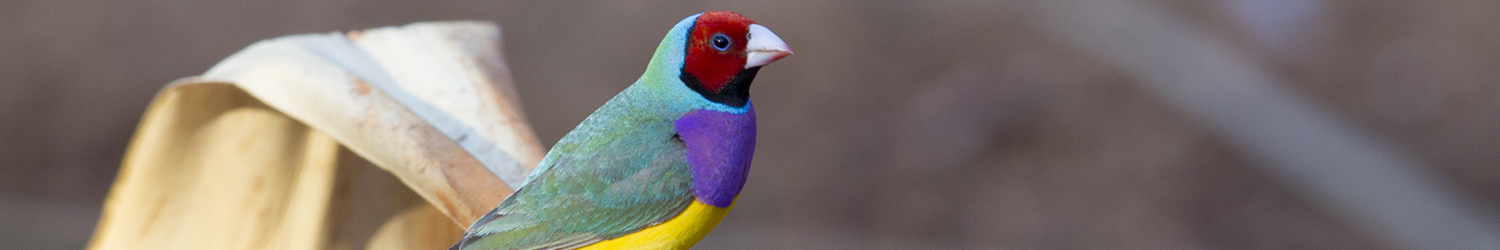 Gouldian Finch (Red-faced Male)