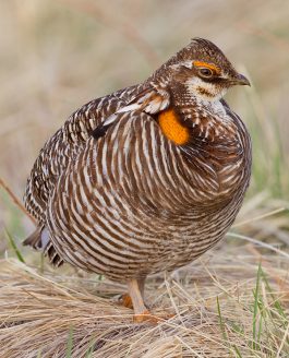 SEEING A DISPLAYING MALE GREATER PRAIRIE CHICKEN