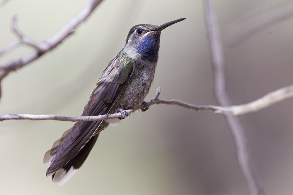 Blue-throated Hummingbird2019
