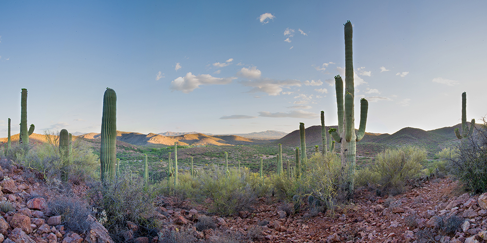 Saguaro Cactus Panoramic