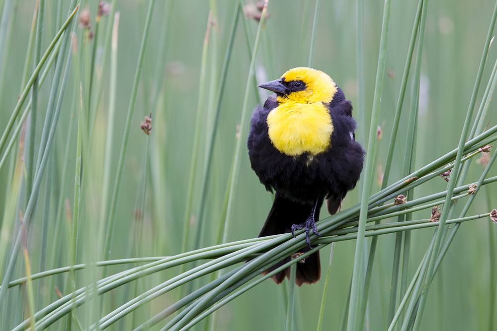 Yellow-headed Blackbird - Yellowstone National Park