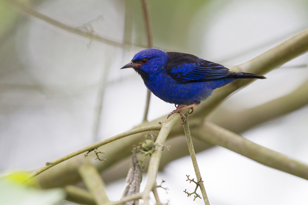 Blue Dacnis - Rio Salanche Reserve, Ecuador