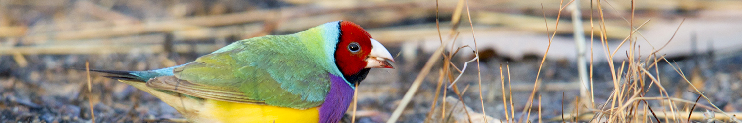 Gouldian Finch (Male Red-faced)