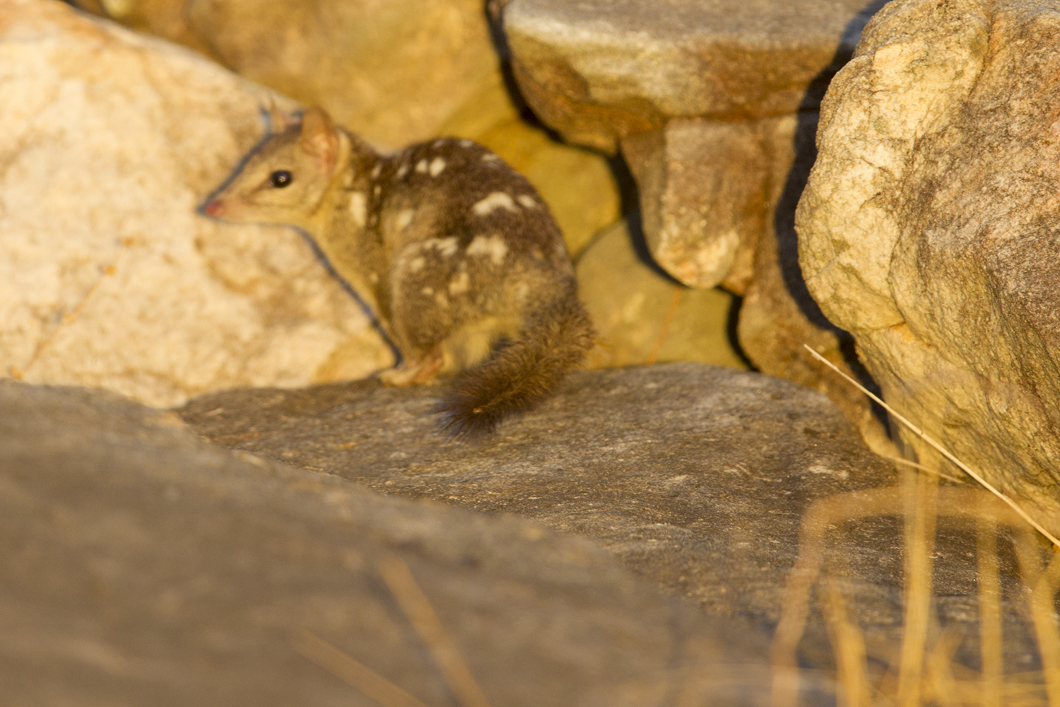 Northern Spotted Quoll1731