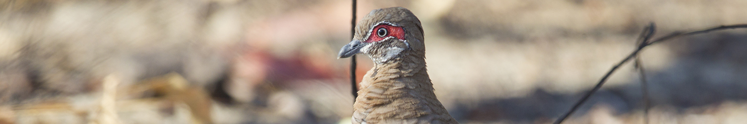 Partridge Pigeon - Jabiru, Kakadu1