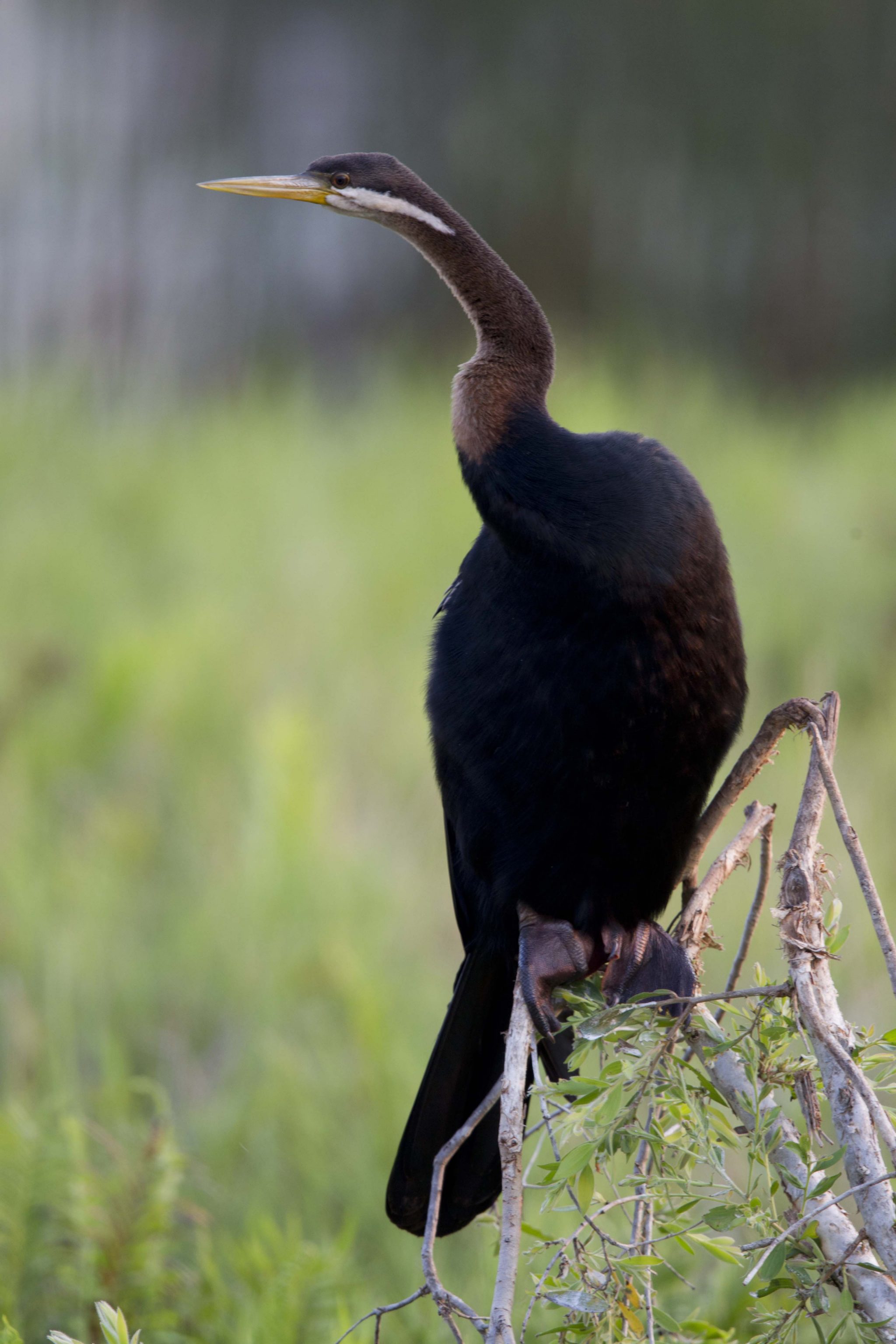 Australasian Darter (Anhinga novaehollandiae novaehollandiae) - Fogg Dam, NT