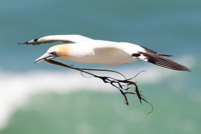 Australasian Gannet - Northland, New Zealand