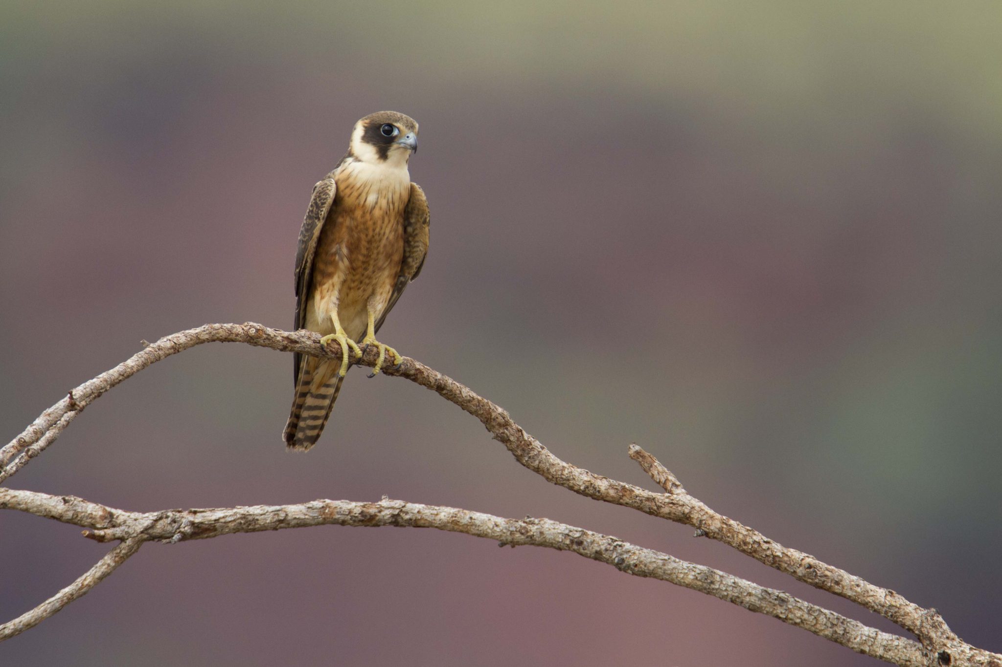 Australian Hobby (Falco longipennis) - Victoria River Region, NT