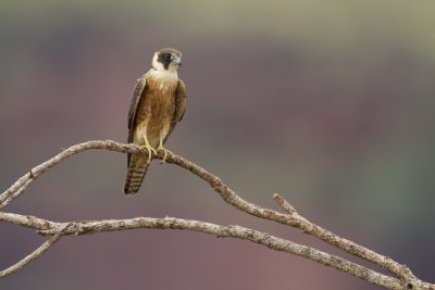 Australian Hobby (Falco longipennis) - Victoria River Region, NT
