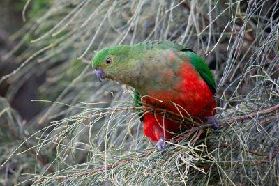 Australian King-Parrot - Female (Alisterus scapularis scapularis) - Great Ocean Road, VIC