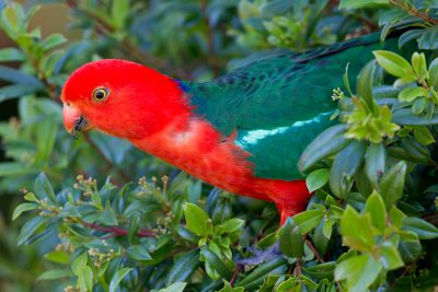 Australian King-Parrot - Male (Alisterus scapularis minor) - Bunya Mountain NP, QLD