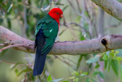 Australian King-Parrot - Male (Alisterus scapularis scapularis) - Great Ocean Road, VIC