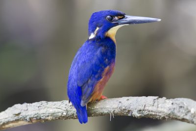 Azure Kingfisher (Northern - Ceyx azureus ruficollaris) - Daintree River, QLD