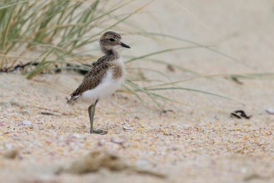 Banded Dotterel (Baby)  - Northland, New Zealand