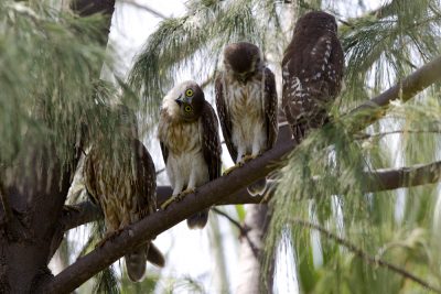 Barking Owl (Ninox connivens peninsularis) - Nightcliff Esplanade, NT (2)