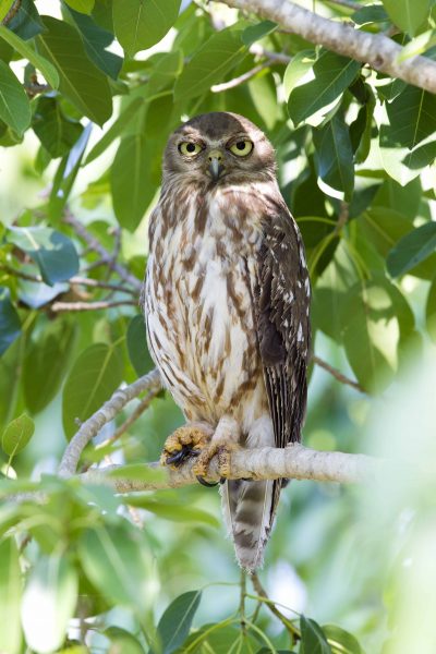 Barking Owl (Ninox connivens peninsularis) - Nightcliff Esplanade, NT