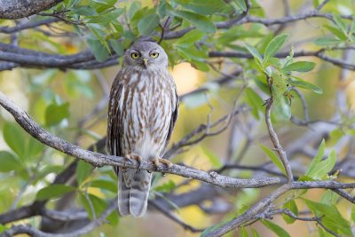 Barking Owl (Ninox connivens peninsularis) - Parrys Lagoon, WA