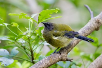 Bellbird  - Titititi Matungi Island, NZ