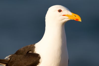 Black-backed Gull (Profile) - Northland, New Zealand