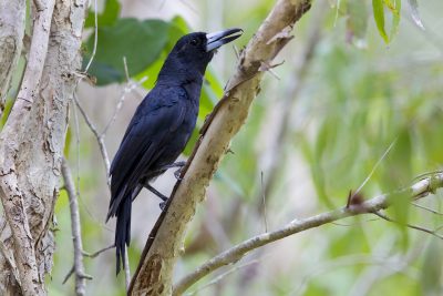 Black Butcherbird (Cracticus quoyi rufescens) - Cattana Wetlands, NT