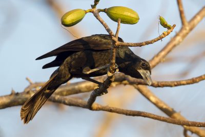 Black Butcherbird (Cracticus quoyi spaldingi) - East Point, NT (2)