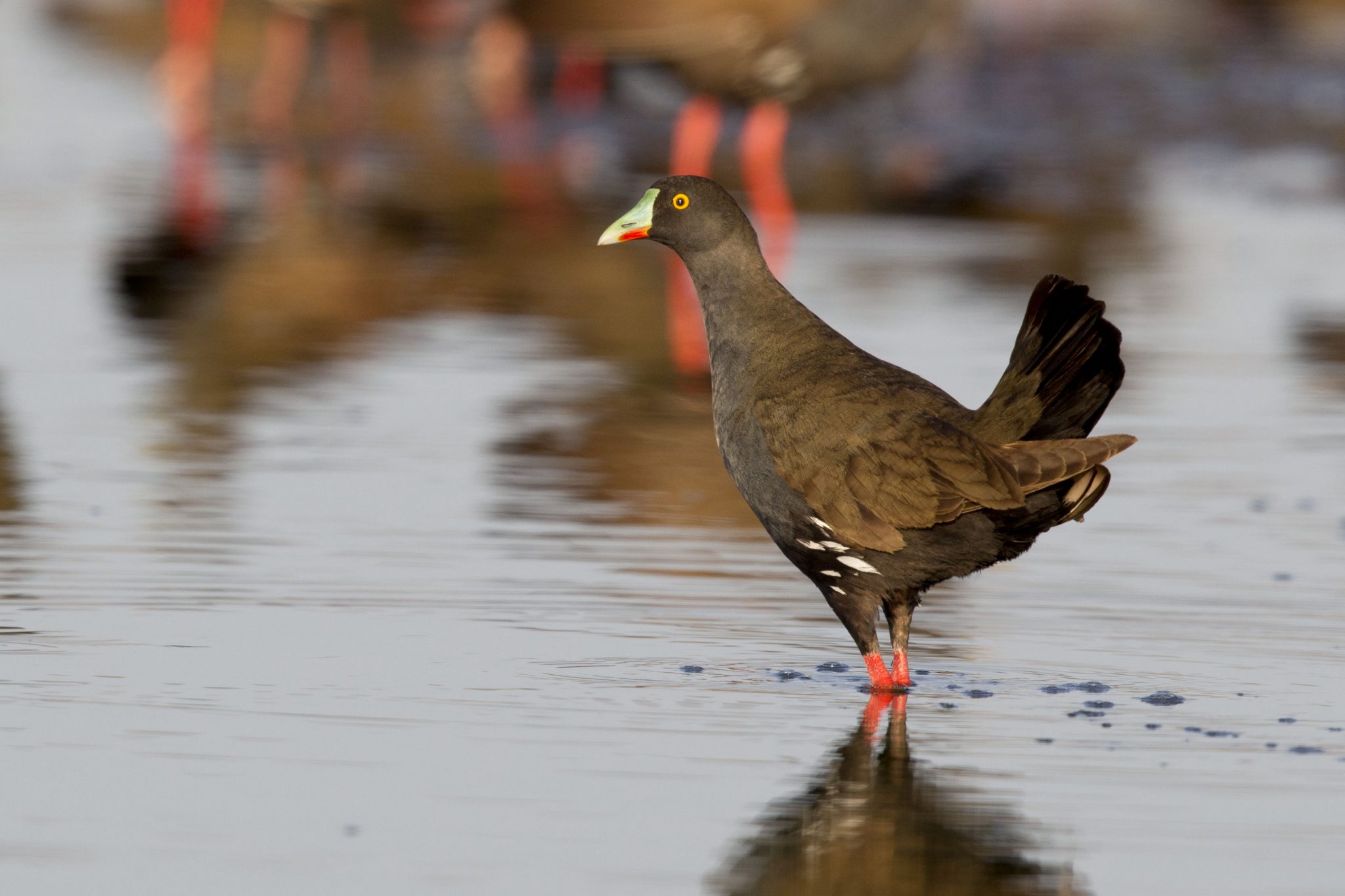 Black-tailed Native-hen (Black-tailed Native-hen) - Alice Springs Sewage Ponds, NT